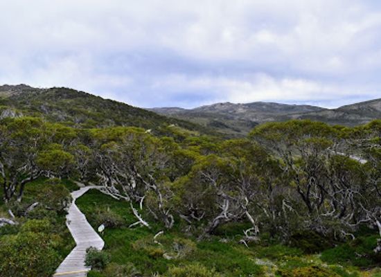 australia/snowy-mountains/shop/snow-gums-boardwalk