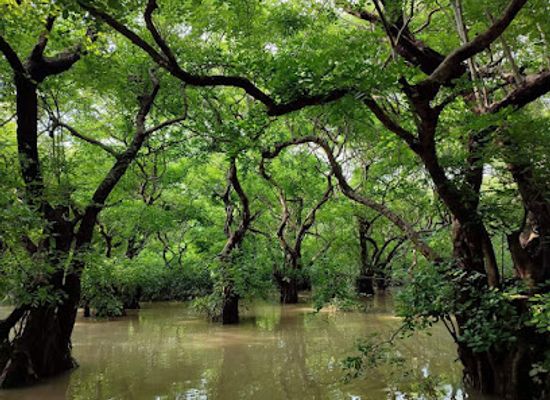 bangladesh/ratargul-swamp-forest/shop/ratargul-swamp-forest-view-point