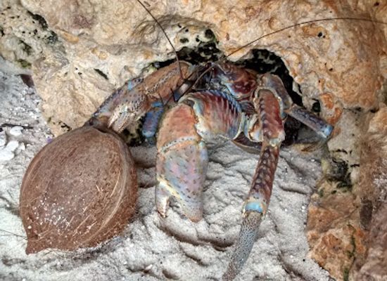 christmas-island/red-crabs-migration-area/shop/greta-beach