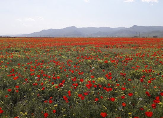 uzbekistan/samarkand-region/shop/nurota