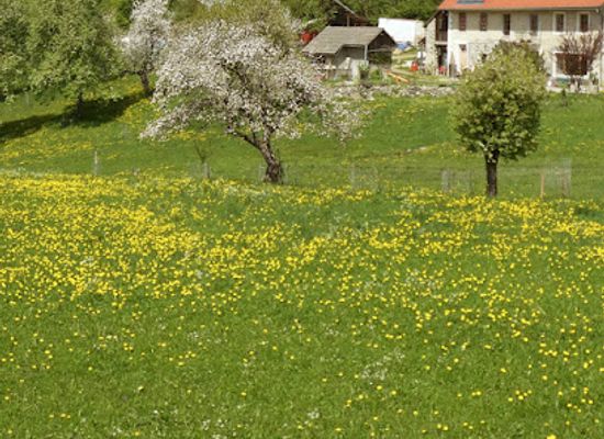 austria/gailtal/shop/echt-krass-bio-hof-spezialitaten