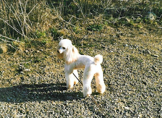 denmark/thy-national-park/shop/alt-for-hunden-hundeklipning-hundesalon-hundetrimming-negleklip-og-hundefrisering-i-thisted