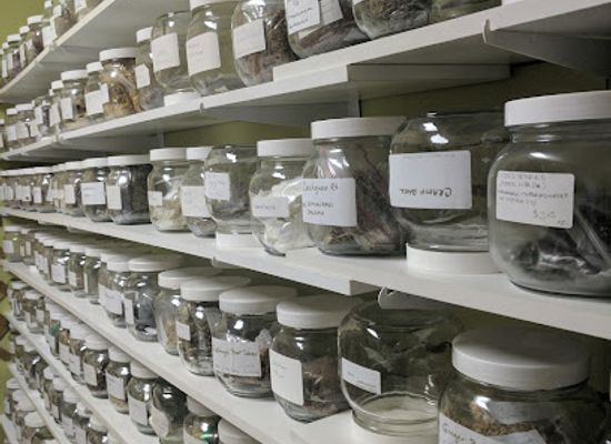 illinois/rockford/shop/cleo-s-aroma-pothecary