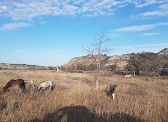 north-dakota/theodore-roosevelt-national-park/shop/theodore-roosevelt-national-park-south-unit