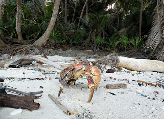 christmas-island/red-crabs-migration-area/shop/dolly-beach