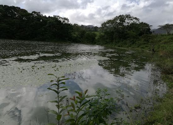 jamaica/st-thomas-lowlands/shop/moneague-lake
