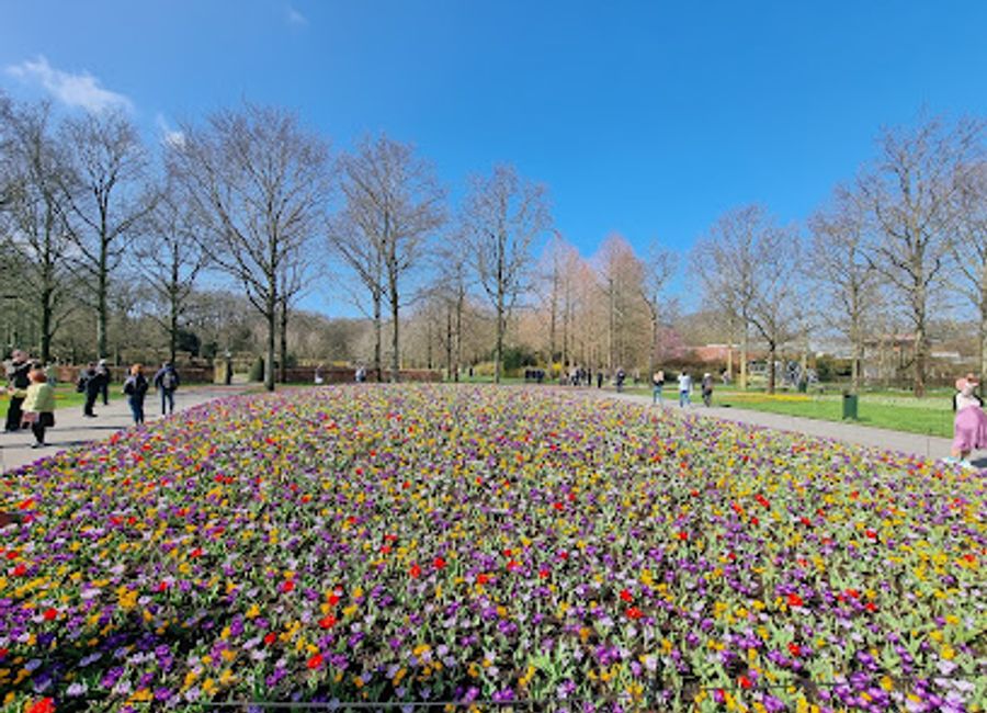 Experience the breathtaking beauty of Keukenhof, the world's largest flower garden, showcasing millions of vibrant blooms in a stunning setting.