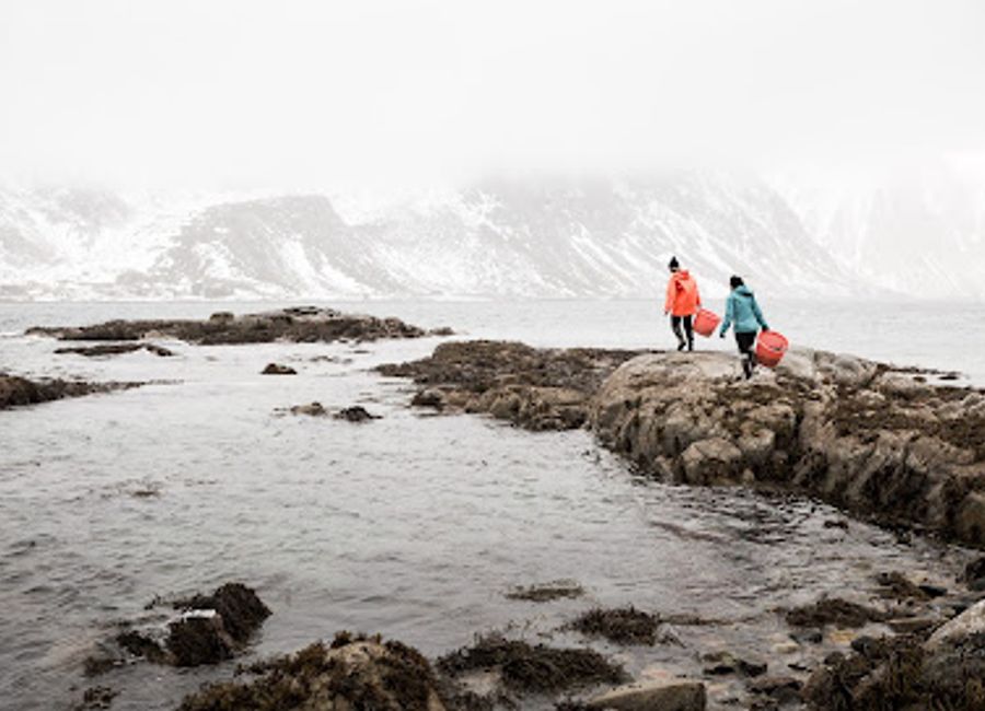 Explore the health benefits and culinary versatility of seaweed at Lofoten Seaweed, a premier destination for organic and natural goods in Norway.
