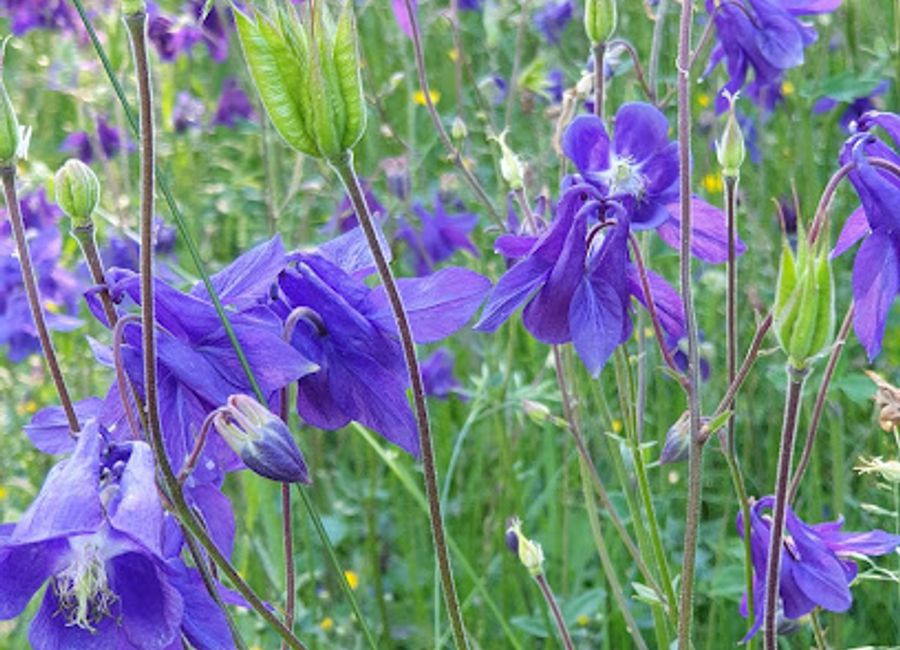 Explore the breathtaking landscapes and rich biodiversity of Garphyttans Nationalpark, a national treasure in Sweden perfect for hiking and outdoor adventures.