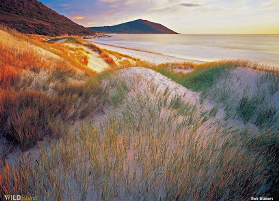 Explore Wild Island Tasmania - a unique shop and art gallery in Battery Point showcasing local art, literature, and Tasmanian culture.