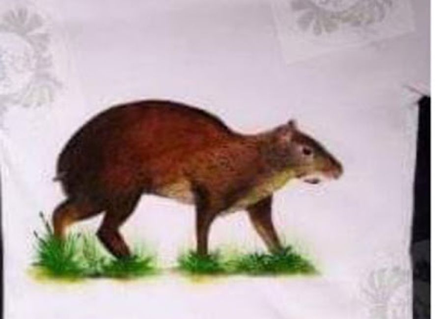 Explore the vibrant styles of Selvatica Perú, where local craftsmanship meets contemporary fashion in the heart of Puerto Maldonado.