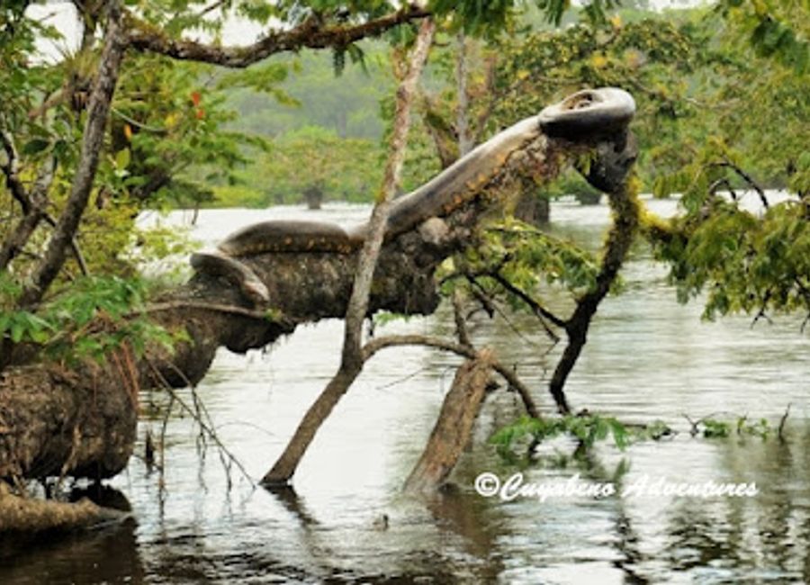 Experience the Amazon like never before at Cuyabeno Adventures, where nature meets adventure in an unforgettable journey.