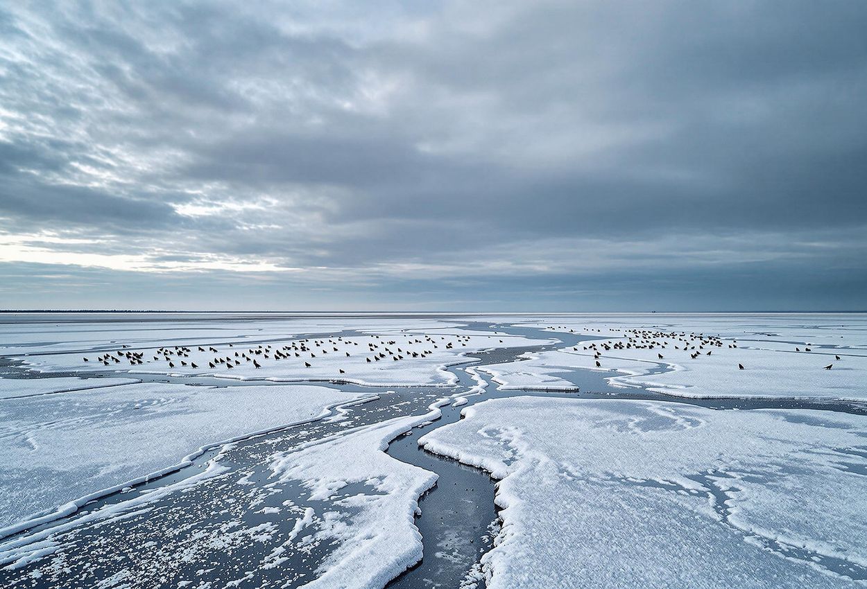 A serene winter landscape of the Wadden Sea National Park, featuring frosted mudflats, migratory birds, and a dramatic sky. A stunning view of the Danish coast.